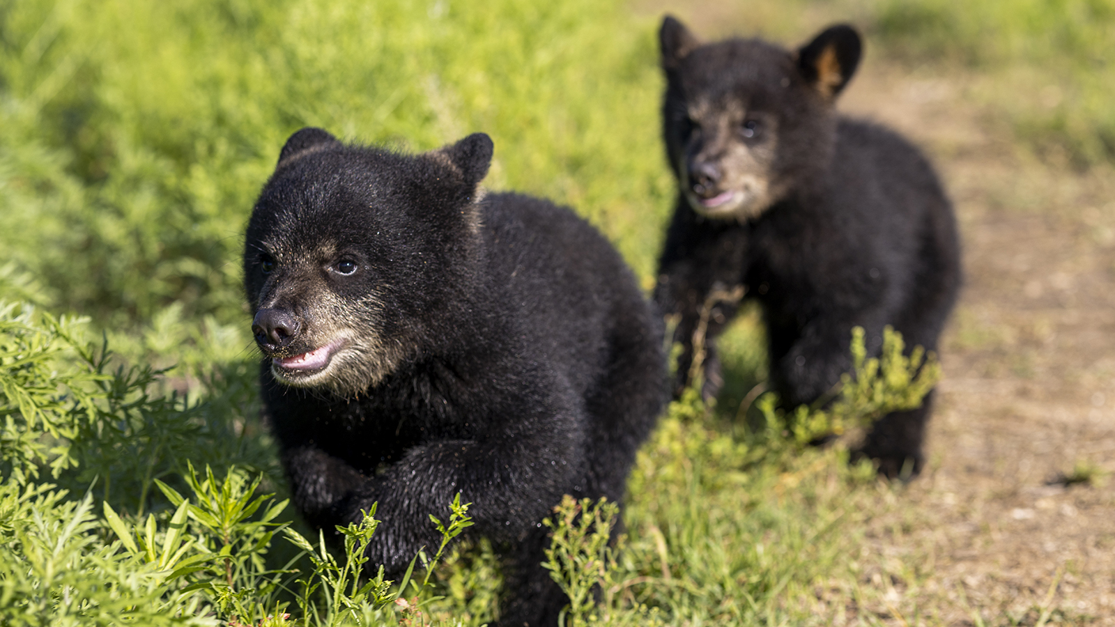 Two American black bear cubs running in a green grass field