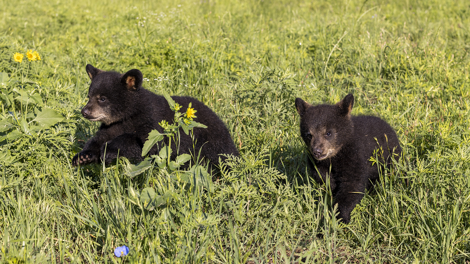 American black bear cubs in a green field with purple and gold flowers