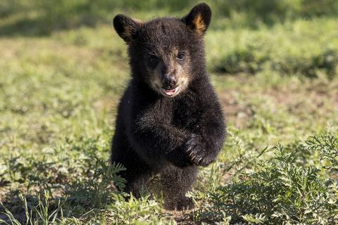 American black bear cub sitting in green grass field