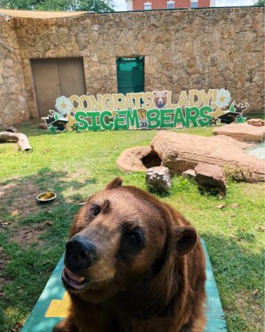 American black bear sitting in a natural stone and grass habitat with large decorative letters in the back that say "Congrats, Lady! Sic' em Bears"