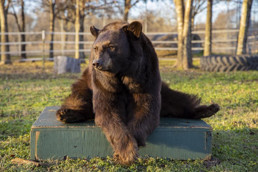 American black bear sitting on green box in a grass field with a fence and trees in the background