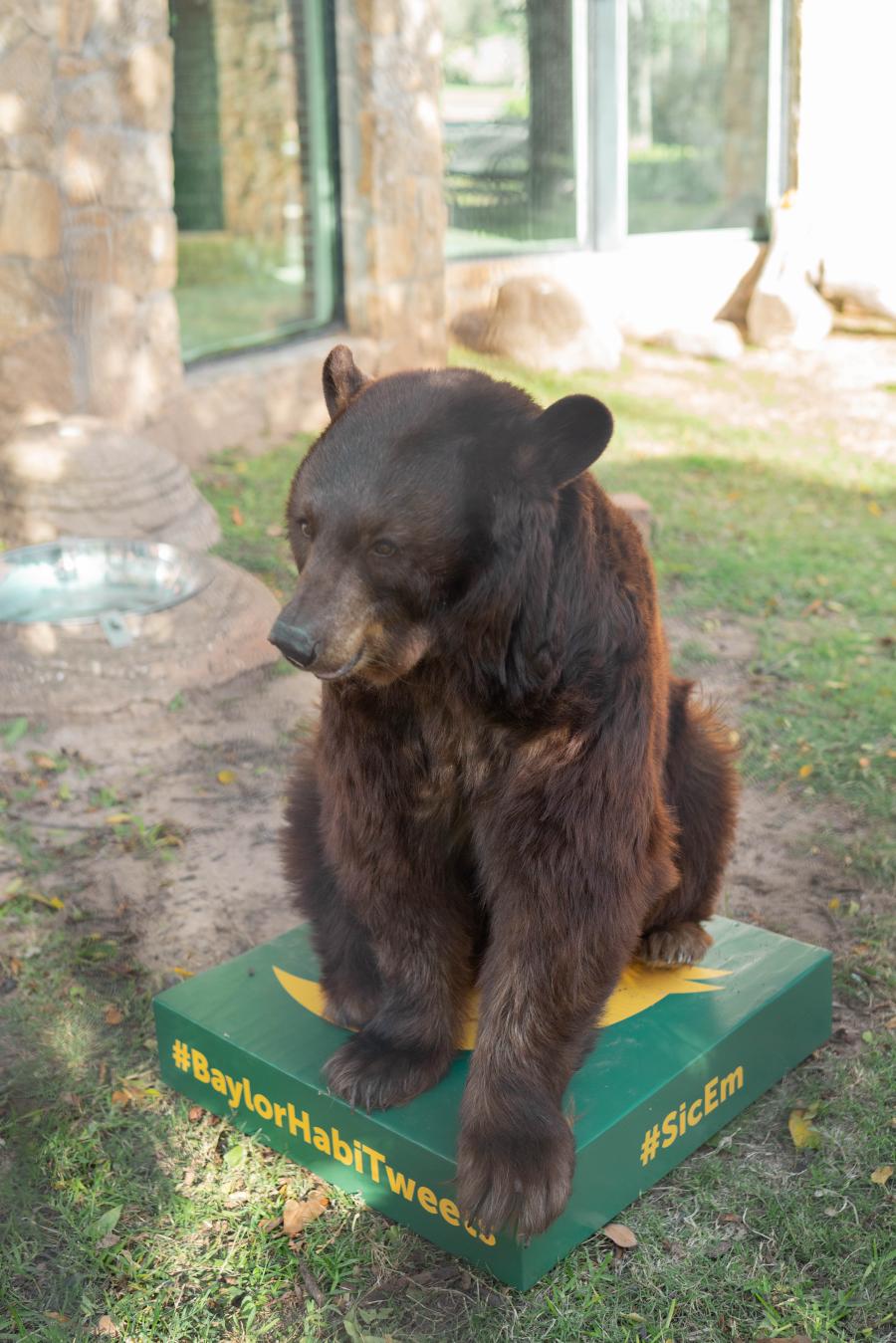 American black bear sitting on a green box with gold markings