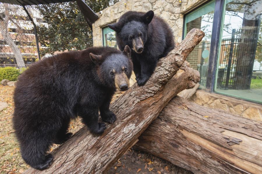 Two American black bear cubs climbing on logs inside of a natural rock habitat