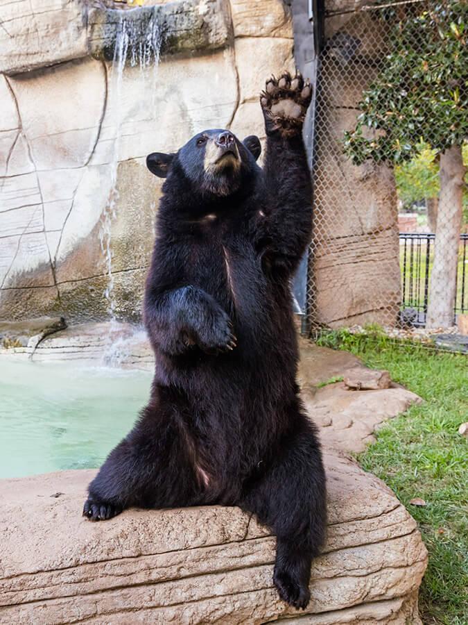 Baylor mascot North American black bear, Belle