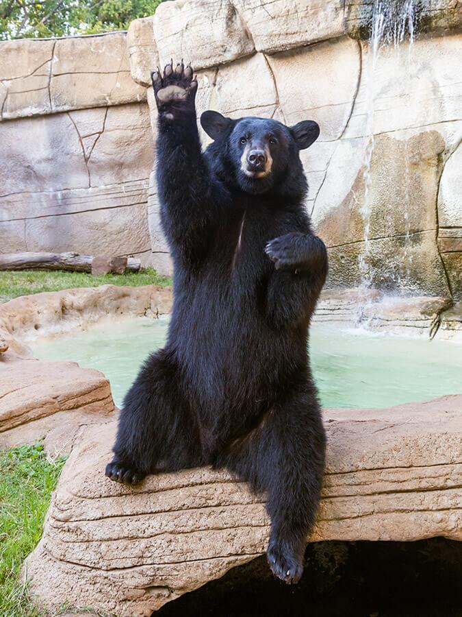 Baylor mascot North American black bear, Indy