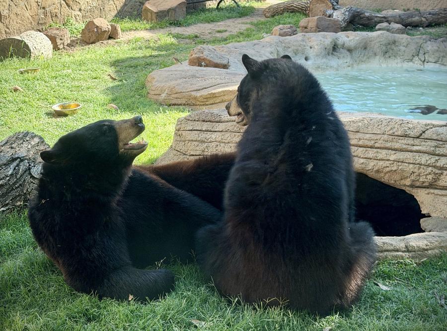 Two Bears Chillaxing